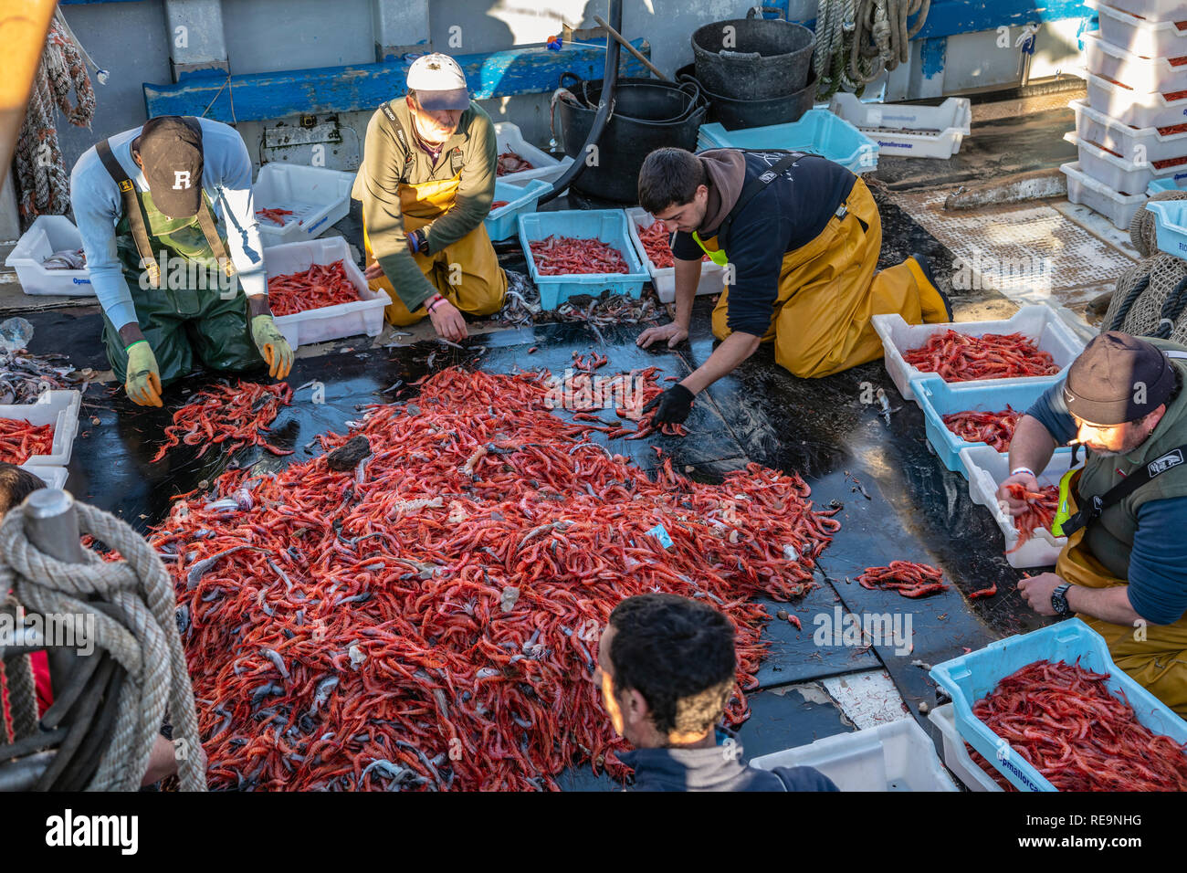 Tri des pêcheurs leurs prises de crevettes roses, Port de Soller, Majorque Banque D'Images