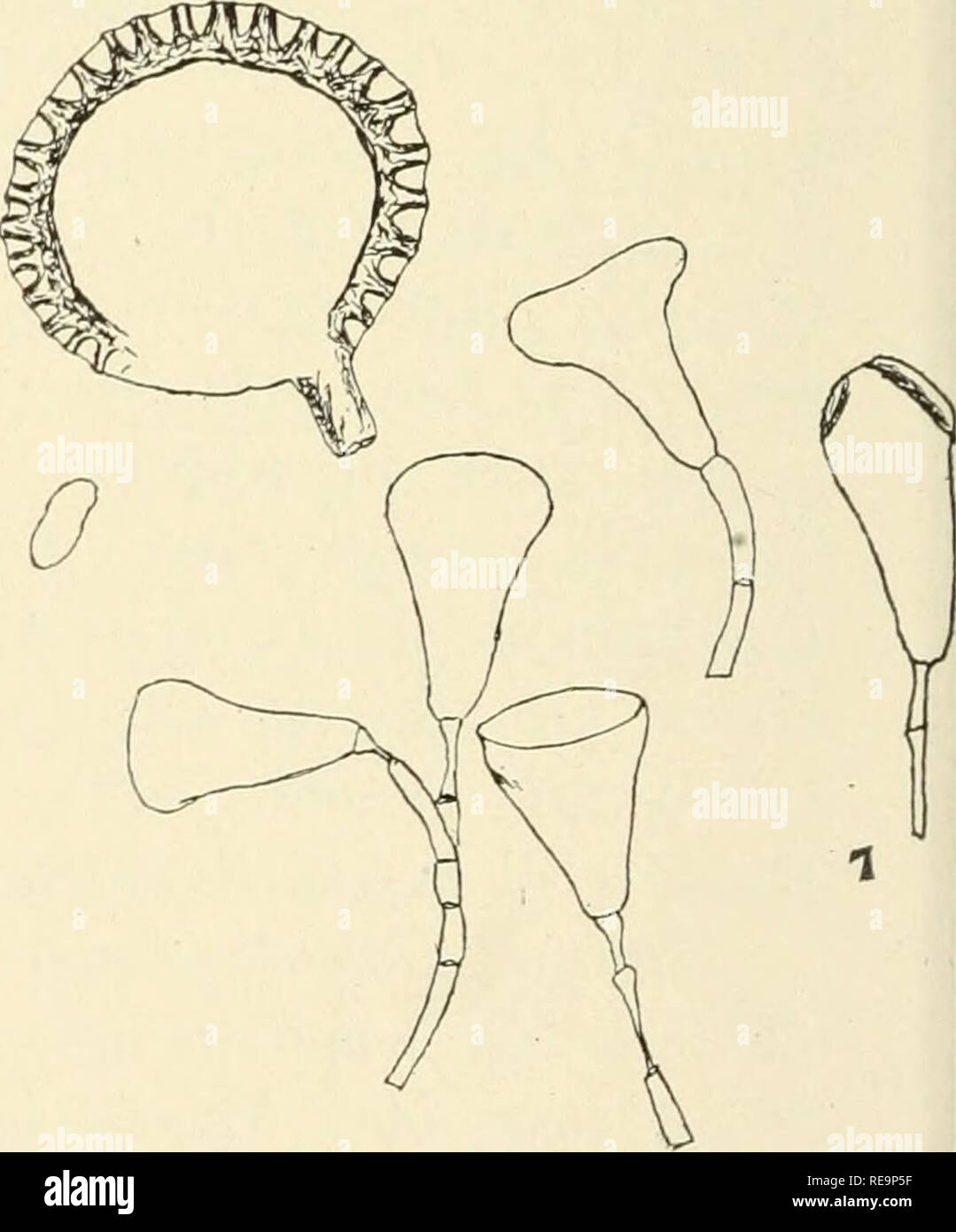 . Les contributions du New York Botanical Garden. Les plantes. C^&gt ; C3 ?. Fig. 6 et 7. Vittaria remota Fc'e. Fig. 6. Collenchyme bien développé à partir de la tige. (Collectées par P. Wilson 81, Porto Rico. Environ 300 fois élargie.) Fig. 7. Montrant des spores, des paraphyses, et d'un sporange. (Environ 60 fois élargie.) Deux des paraphyses, les deux, sont présentés en partie effondrée, leur état habituel une fois sèche. (À partir de documents recueillis par R. S. Williams Panama.) intersection de 0,5 à 1,5 cm. à part le long de la marge, les aréoles linéaire, avec le grand axe généralement divergentes de la nervure principale ; les lignes de soral Banque D'Images