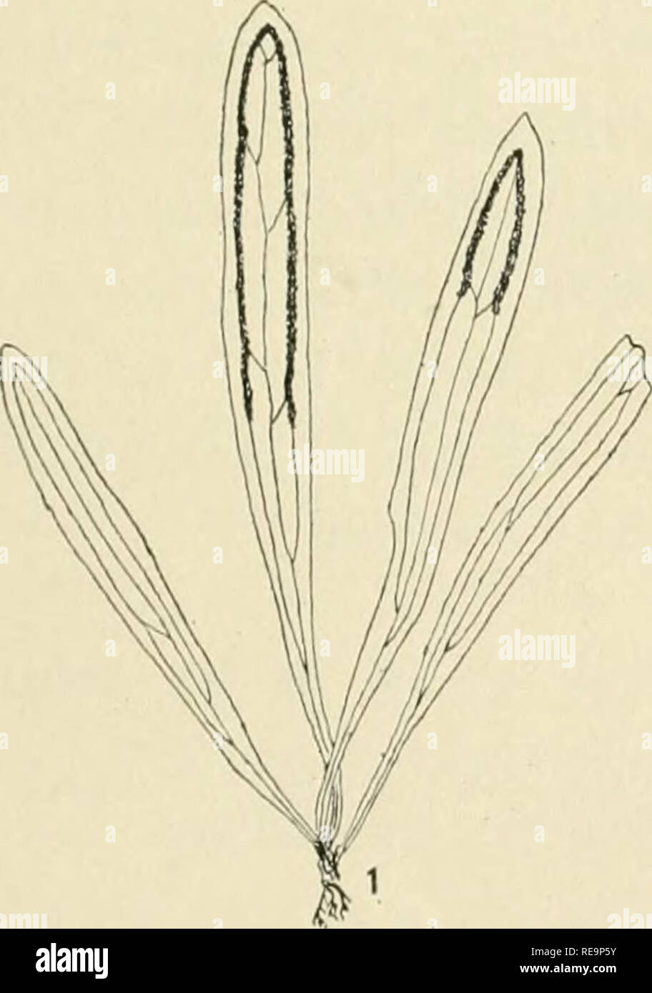 . Les contributions du New York Botanical Garden. Les plantes. Benoît : révision du genre 399 Hecistopteris Werckleana Vittaria Christ, Bull. Herb. Boiss. II. 7 : 265. 1907. Mince tige, 4-5 cm. de long, la petite échelle, souvent l'onagre, 4 à 6 cellules de large à la base, l'costae plutôt lourds ; laisse peu, propagation, 3-6 cm. de long, le pétiole brun, la lamina oblongues ou lancéolées, plus large vers le milieu, 4-7 mm. de long, large-aiguë ou parfois blunter et fourchue, les marges, le leaf-trace seul, divisant pour former 2-8, le parallèle des veinules de l'aréole à la nervure centrale, près de la ligne du sporange Banque D'Images