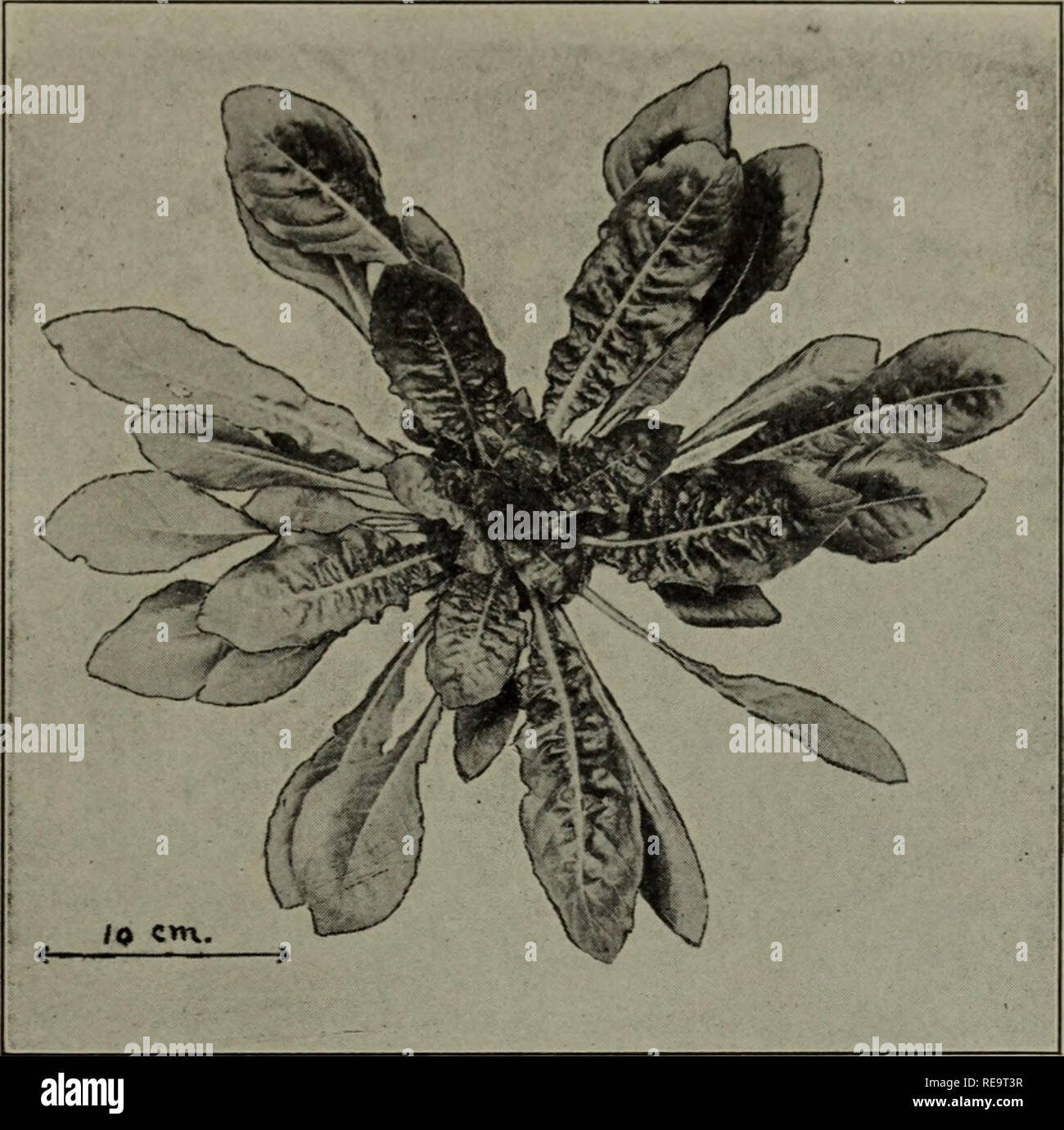 . Contributions du laboratoire de génétique végétale. N° 532] Des études génétiques sur (ENOTHERA 213. Fig. 15. De Rosette (Enothera Lamarckiana (10.23c). 4. Bourgeons.-De 6 à 6,5 cm. de long, d'environ la même taille que Lamarckiana et de forme similaire à comparer (Fig. Avec 11 Fig. 17), les sépales verts. Taille intermédiaire entre celles des parents. 5. Fleurs.-à peine à distinguer de ceux d'Lamarckiana (comparer Fig. Avec 11 Fig. 17) et avec la forme et les proportions des parents. À propos de pétales de 2,2 cm. de long. Les lobes du stigmate de base légèrement en dessous de l'extrémité des anthères. 6. Capsules.-environ 2,3 cm. Banque D'Images