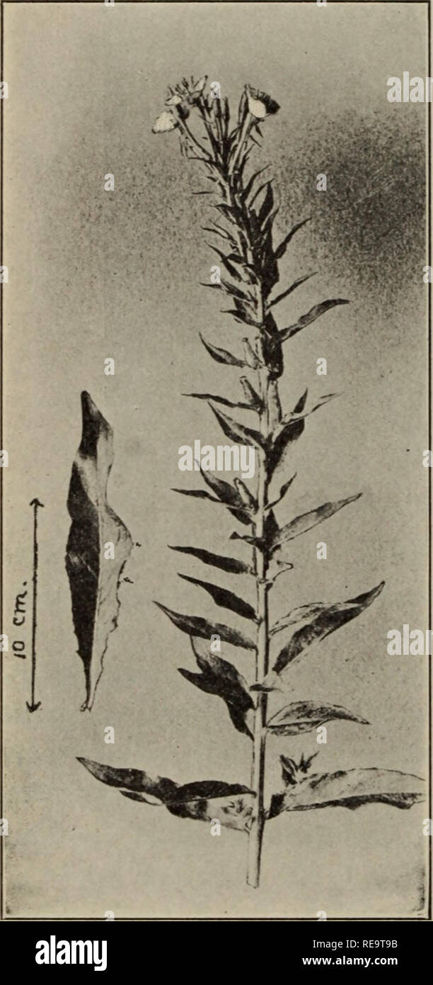 . Contributions du laboratoire de génétique végétale. 200 L'AMERICAN NATURALIST [Vol. XLV 5. Fleurs.-Petit (Fig. 3 et 5). Pétales d'environ 1,3 cm de long. Moitiés inférieures des lobes du stigmate (fermée) ci-dessous les pointes des anthères. 6. Capsules.-rétrécissement progressivement à partir de la base, 2- 2,5 cm. de long. 7. Graines, -brun clair. Ceux qui ont été élaborés dans l'ovaire de biennis après pol- lination par grandiflora sont similaires à celles du parent femelle. Ce qui frappe le plus liarities pecu- des souches A et B en comparaison avec certains autres types d'Américains biennis sont les suivants :-Les petites fleurs, tiges vertes, et l'absence de tha Banque D'Images