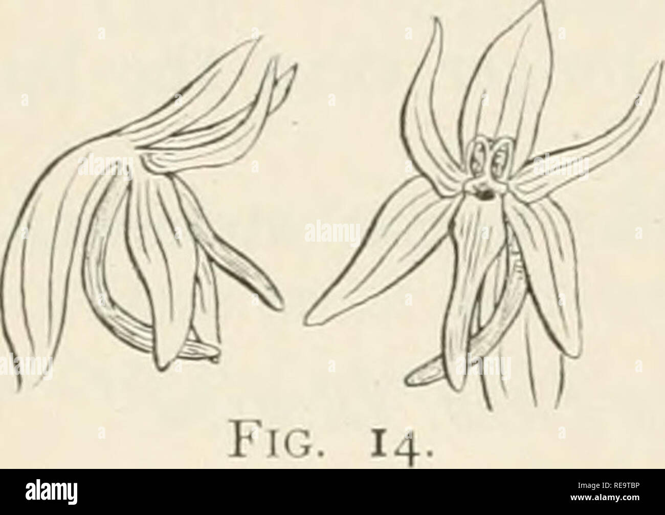 . Les contributions du New York Botanical Garden. Les plantes. 624 RvDBERG : les espèces américaines des deux feuilles de la collection originale dans l'Herbier de la Colombie-Britannique sont les seuls à voir. Vermont : Willoughby Mountain, 1892, H. H. Rnsby (type en herbe. Columbia Univ.). 14. LiMNORCHis LEPTOCERATiTis Rydb. Bull. N. Y. Bot. Jardin, 2 : 162. 1901, mince tige 2-4 dm. high : tubercules sveltes, tliicker légèrement charnues que les racines fibreuses : feuilles inférieures oblongues, obtuses, 4-8 cm. de long, I-I. ; cm. de large, la partie supérieure. linéaires-lancéolées, aigus : spike courte, moins de I dm. de long ; bractées linéaires-lanceo- tard, t Banque D'Images