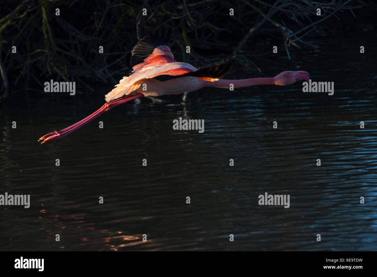 Flamingo en vol , Camargue , France Banque D'Images