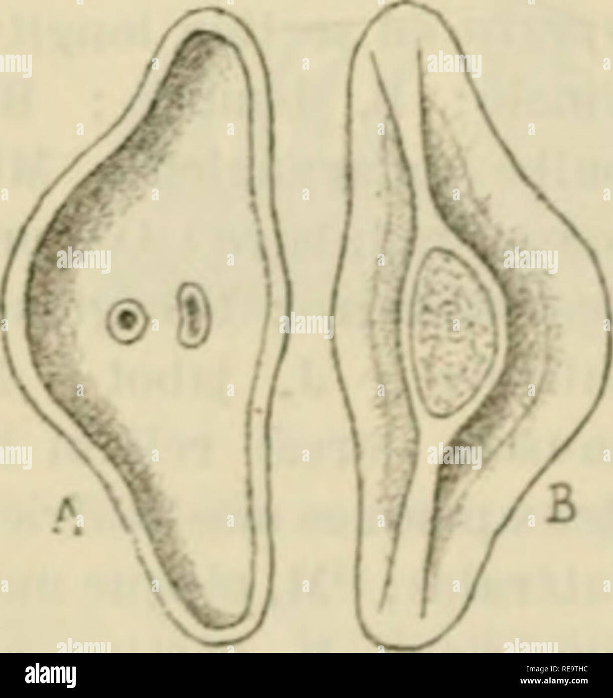 Contribution A L A C Tude Des Gasta C Ropodes Opisthobranches Et En Particulier Des Ca C Phalaspides Opistobranchia Kif 39 A Gt Sic N Lignarivs Scuphiiinli R A Asopli Si C P M Plaque Masticatrice Mucle Ph Partie Rugueuse