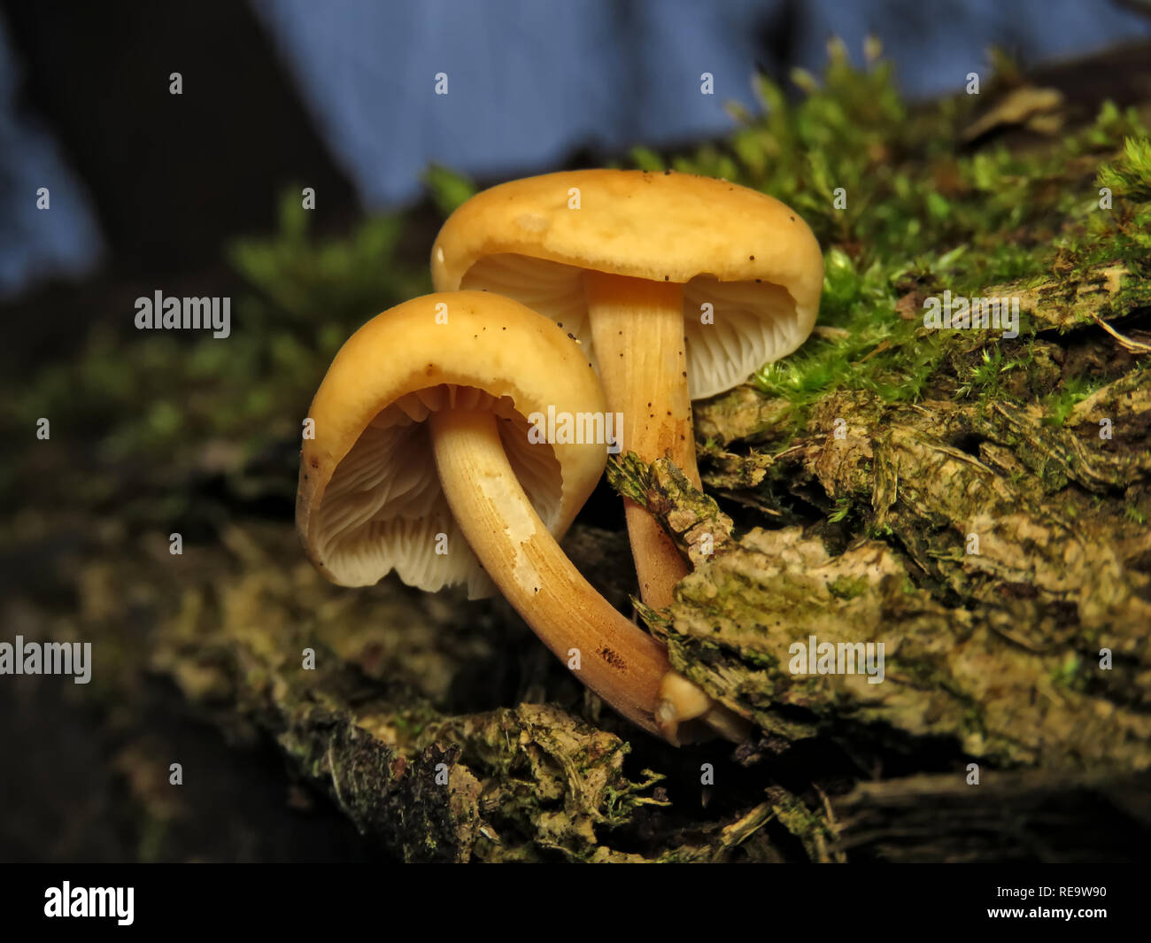 Les champignons bruns non identifiés poussent à partir d'un bois en décomposition dans l'État de Washington, aux États-Unis Banque D'Images