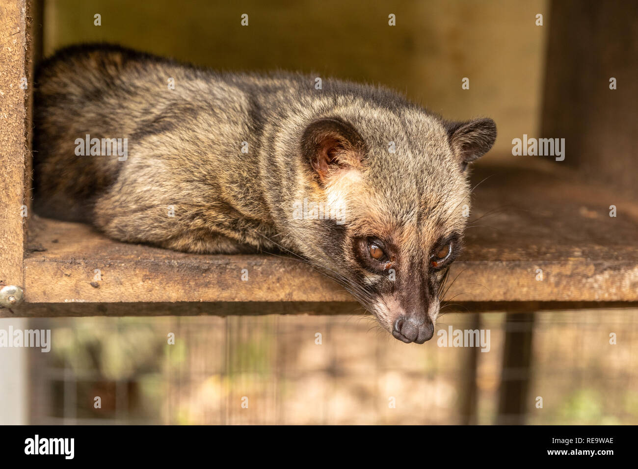 Palm Civet asiatique - les animaux utilisés pour la production de café Kopi Luwak coûte cher. Les animaux sont détenus dans des cages et sont nourris avec les grains de café. Banque D'Images