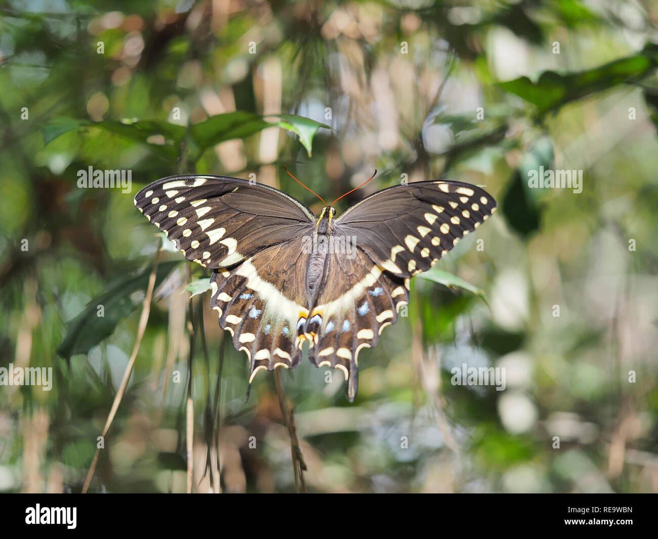 Laurel Papilio palamedes) papillon au Texas, États-Unis Banque D'Images