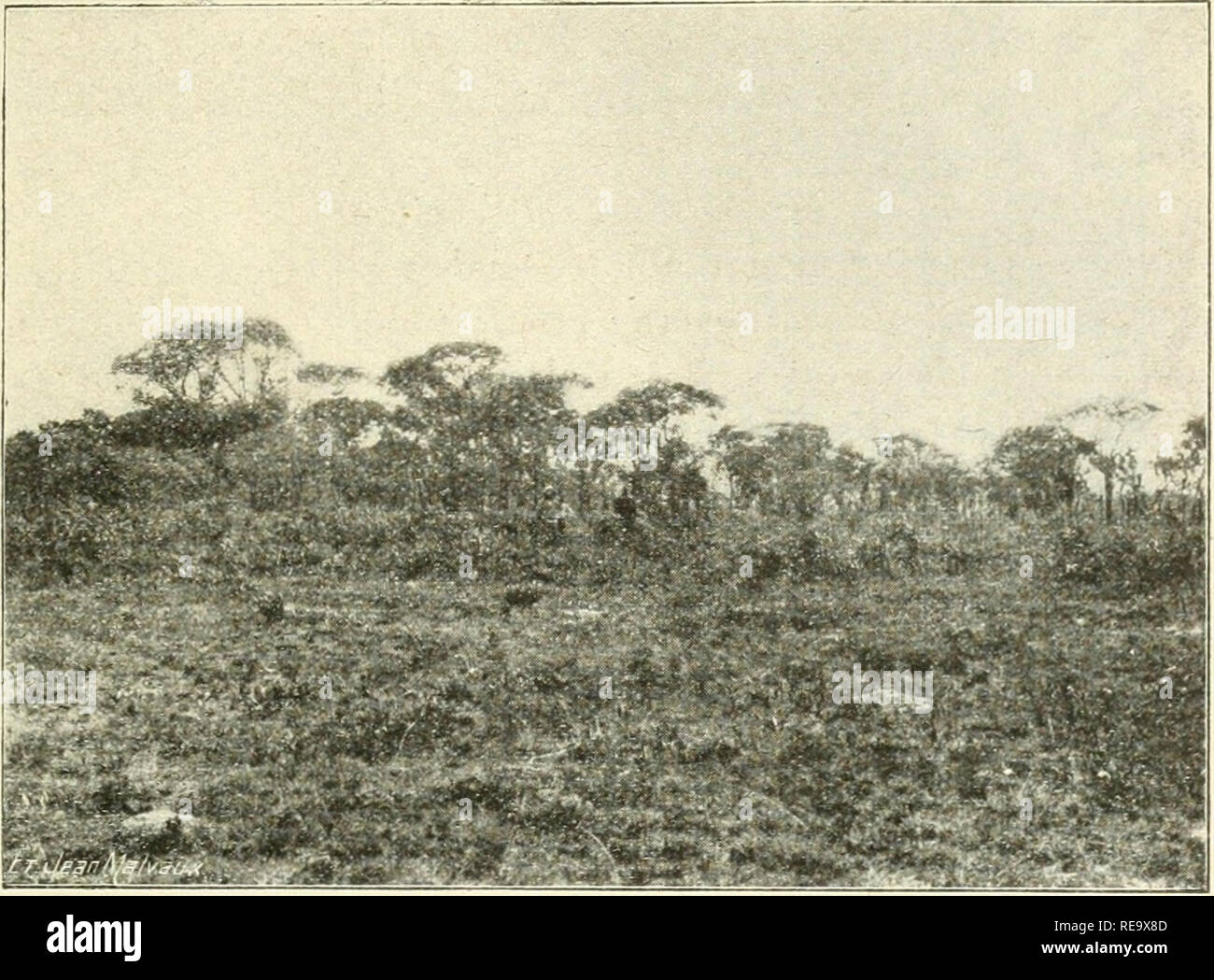 . Contribution à l'étude de la flore du Katanga. La botanique. Planche 14.. Cliché jarret. - Institut Solvay. 1. - Colline boisée de la vallée de la Kafue.. Veuillez noter que ces images sont extraites de la page numérisée des images qui peuvent avoir été retouchées numériquement pour plus de lisibilité - coloration et l'aspect de ces illustrations ne peut pas parfaitement ressembler à l'œuvre originale.. Wildeman, Émile de, 1866- ; Comité spécial du Katanga. Bruxelles D. Reynaert Banque D'Images