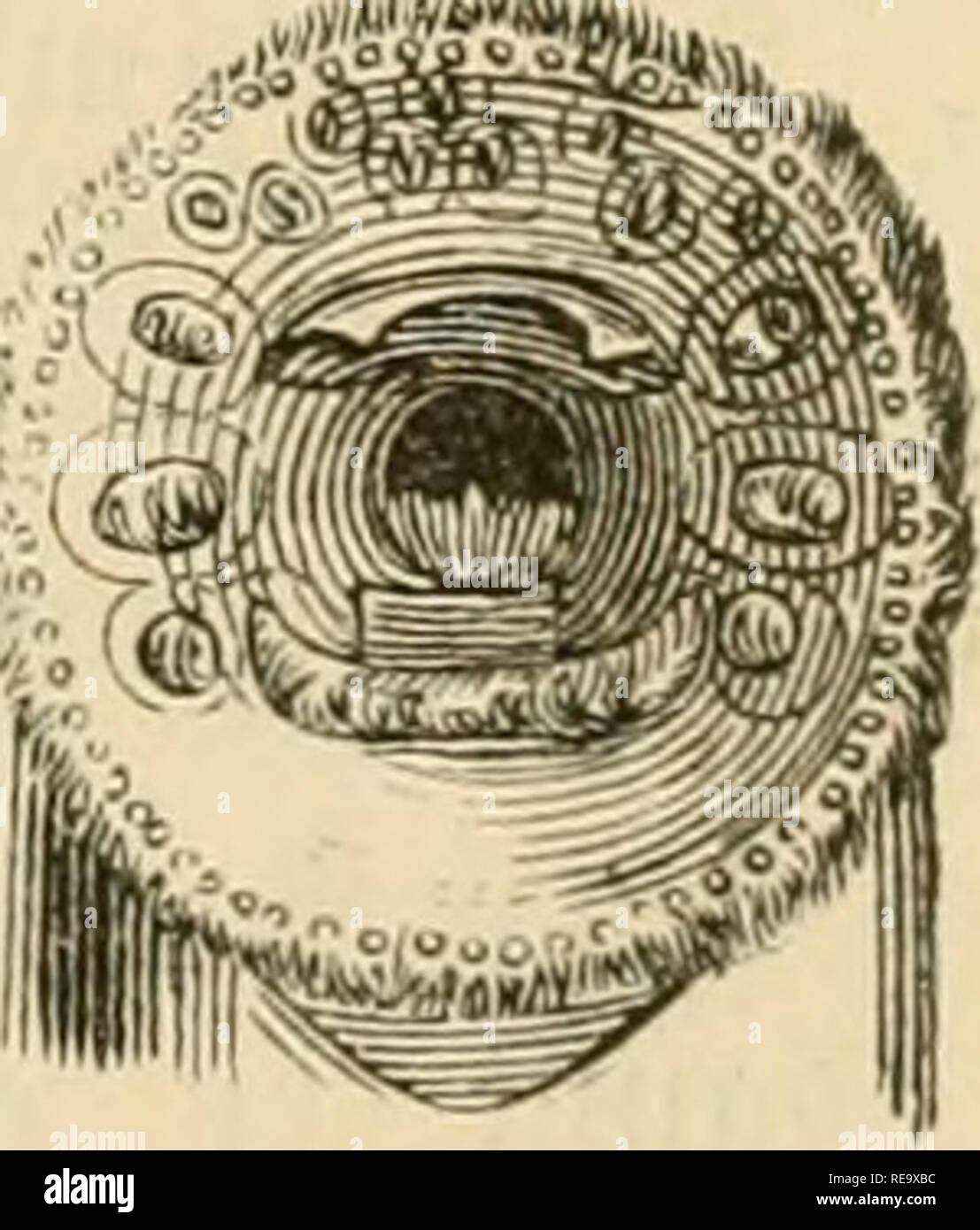 . Dyreriget Laerebog zoologien : (i, nr. 1). Zoologie. JRunbmunbene. 285 ber ene ubføre»^ftfinnerneé ceo 33r* ^jaelp. Être eleftrifte ^oé 9ioffer (Torpedo) airotferne Rhinobatus ^og (fiioen niinbre) er ©, ^fraftigere hommes aten et forft)net bam en ^bclig tt;de" finne, og i)o&amp ; ©atofiffene (Pristis) pour^Segemeté ^alenS olber og i^ enbog ganfte-orm fig fom t)o^ ^aierne. ^fiffene ubmcerfe ©à [ig t^eb en bett)être^ovlccngelfe(ig g af (Snuben^ » aap bev,"er ©bie baerer en oanbret ftitlebe 9Joette af, fannnentri) !te, bam bere 9^ inbfilebe tanbformige ob ?, 'ingge eleftriffe 9 jDe. ?o !fer Ijace en Ulle, r Banque D'Images