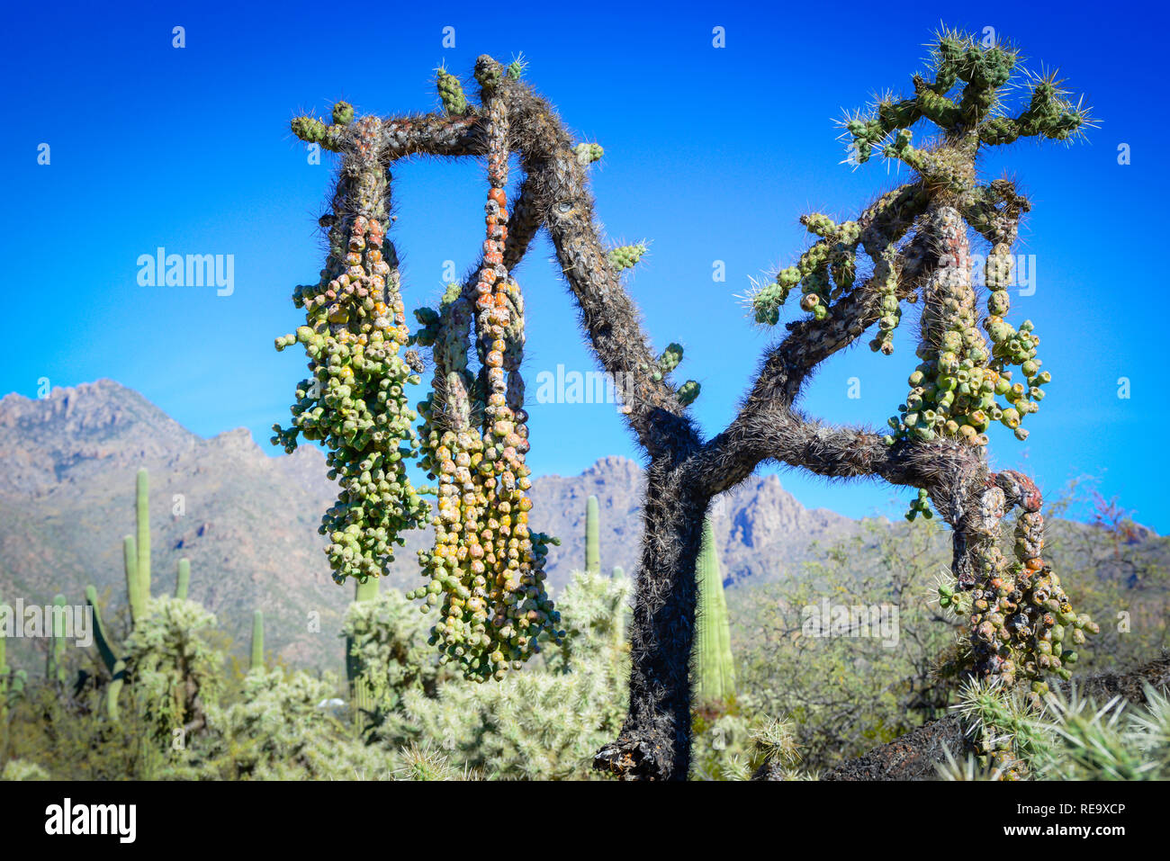 Chaîne de fruits suspendus de cactus de la corolle dans le domaine de loisirs de Sabino Canyon dans les montagnes de Santa Catalina, Tucson, AZ, États-Unis Banque D'Images