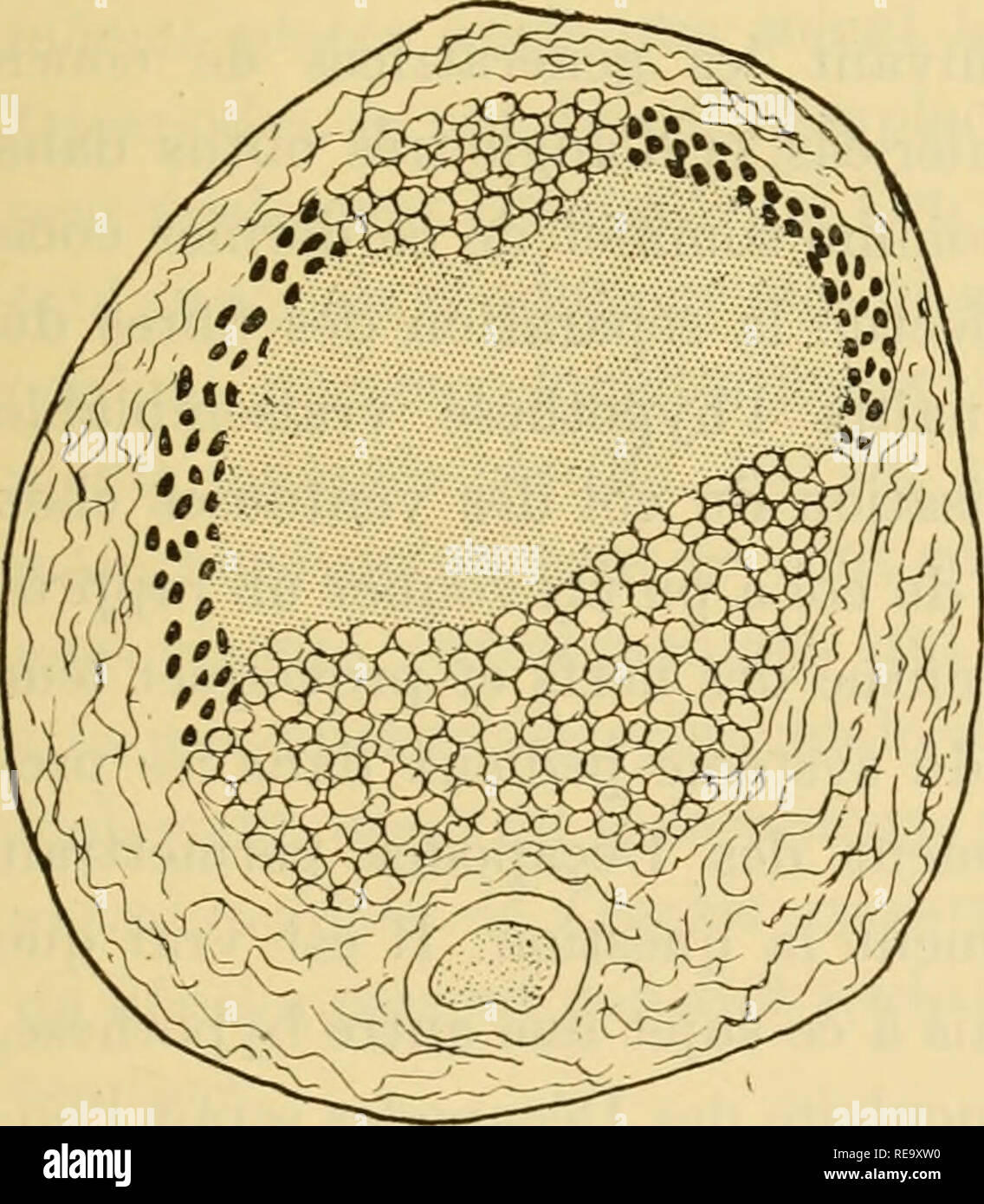 Contribution A L A C Tude Des Systa Mes Cutana C Musculaire Et Nerveux De L Appareil Tentaculaire Des Ca C Phalopodes Des Cephalopodes Fig 36 Coupe De L Axe Nerveux Du Tentacule De Sepia Officinalis Lin X 40
