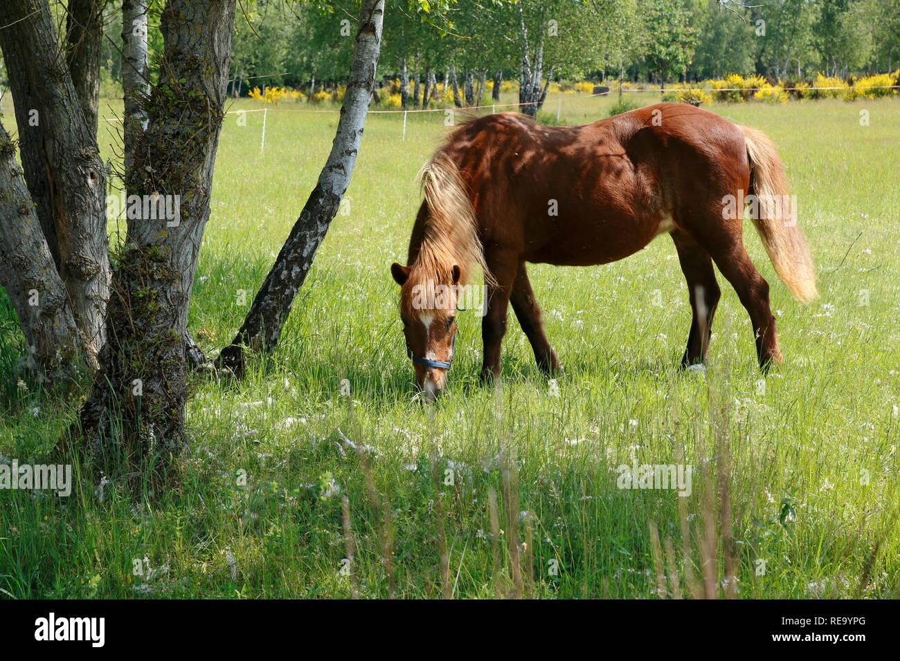 Pferde laufen über die Felder dans den einem Naturschutzgebiet Blick Aufs Meer, à Baden-Baden Sandweier Banque D'Images
