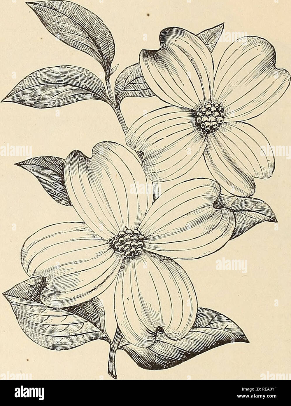 Pépinières Continental Arbres Fleurs Catalogues