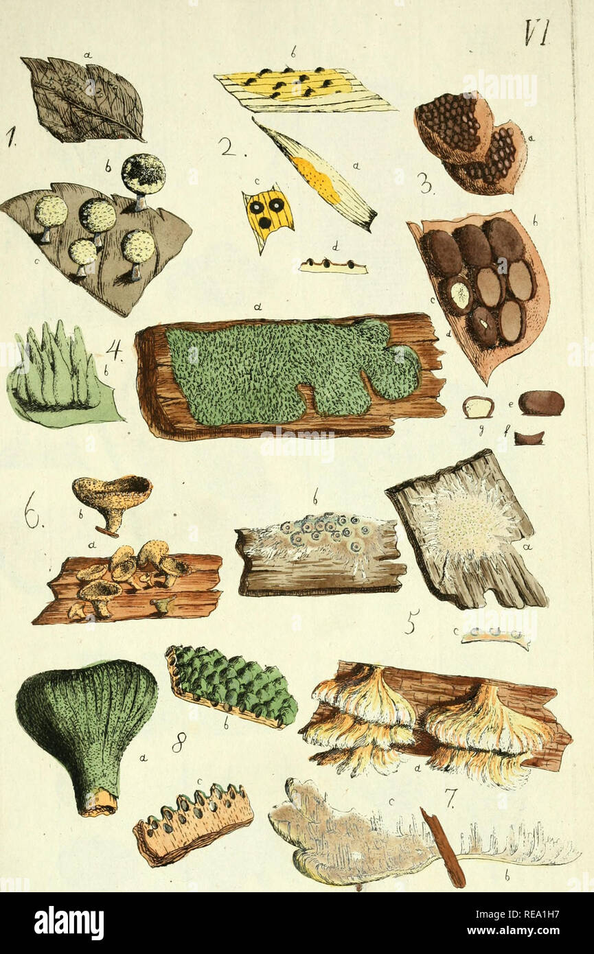 . * * * * * * Conspectus dans Niskiensi crescentium Lusatiae agro Superioris, e methodo. Persooniana Champignons -- Allemagne Lusace. LvJ ? T&gt ;. Veuillez noter que ces images sont extraites de la page numérisée des images qui peuvent avoir été retouchées numériquement pour plus de lisibilité - coloration et l'aspect de ces illustrations ne peut pas parfaitement ressembler à l'œuvre originale.. Albertini, Johann Baptist von, 1769-1831 ; Schweinitz, Lewis David von, 1780-1834. Lipsiae : Sumtibus Kummerianis Banque D'Images