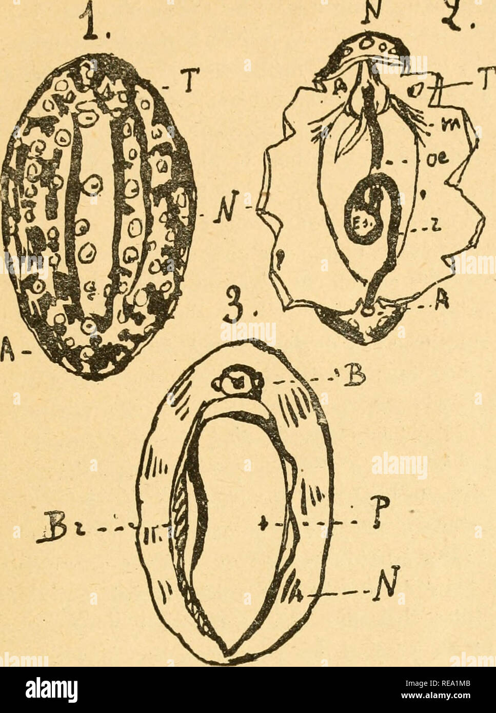 Branchie Banque D Image Et Photos Alamy