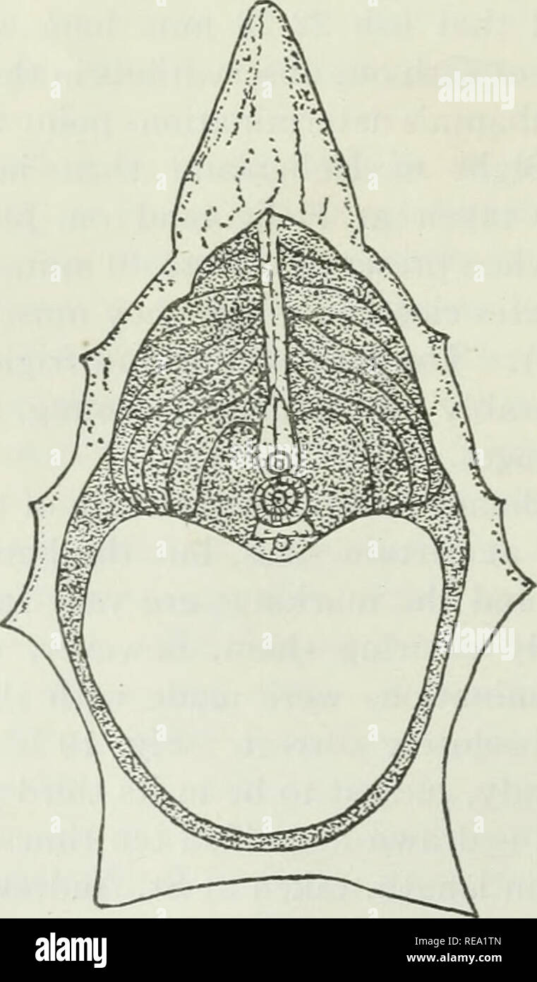. Contributions à la biologie et de la pêche. La pêche ; biologie marine. Fig. 12 Fig. 10. Vertèbre de lompe, 11 cm. de long et à sa troisième année, à partir de la baie de Fundy. Fig. 11. Vertèbre de lompe,'26 cm. de long et à sa cinquième année, à partir de l'île Campobello, baie de Fundy, le 8 septembre 1917. X3. Fig. 12. Vertèbre de lompe, 3,6 cm. de long et à sa septième année, de Chéticamp, le 7 juillet 1917. X3. Une autre longueur, pas donné, a été 18^ livres (Gill, 1907, p. 193). Les pêcheurs du Cap-Breton ttU de prendre du poisson de plus de 2 pieds et pesant 20 livres ou plus ; et Fortin affirme qu'ils atteignent cette taille et Weig Banque D'Images