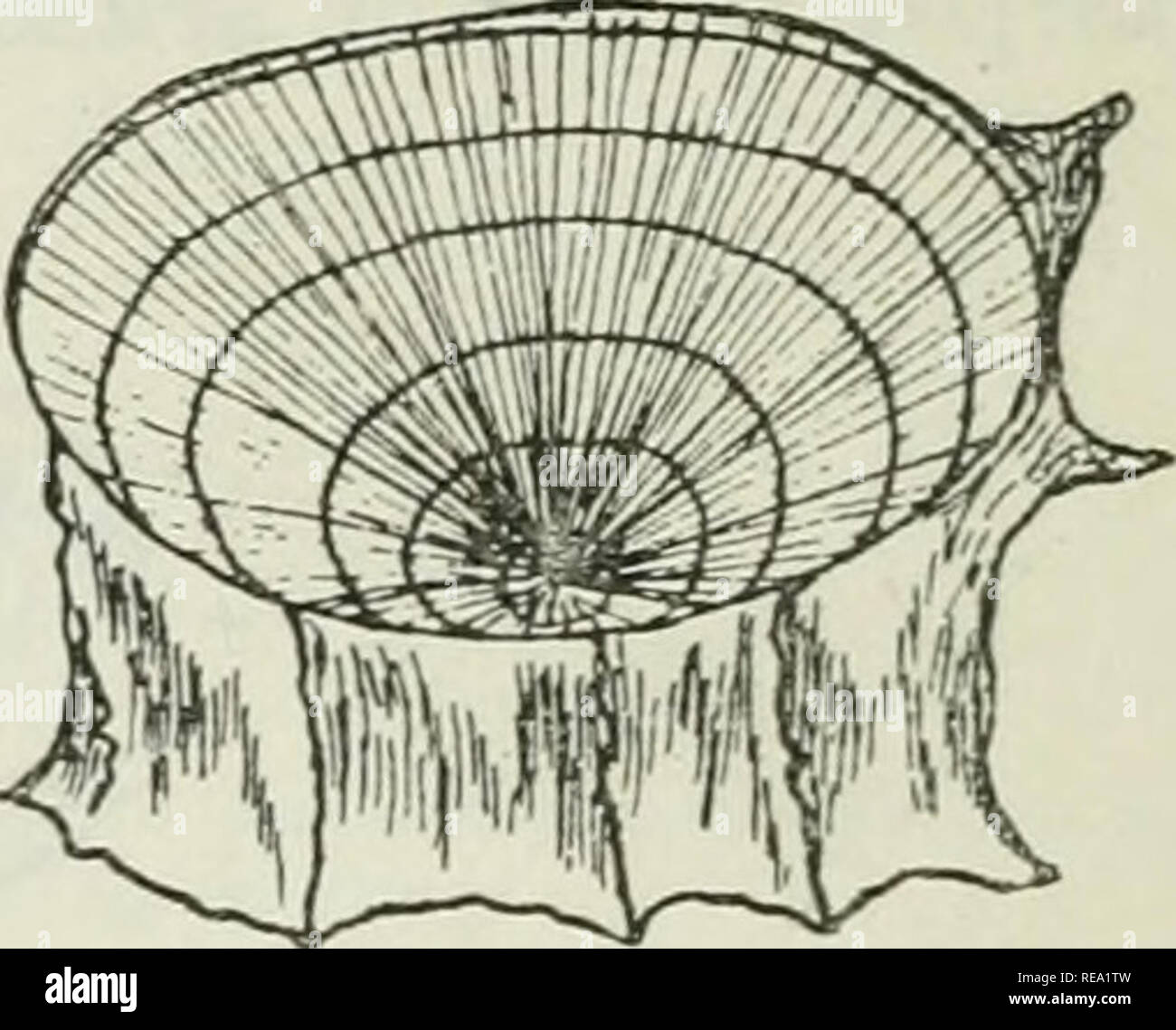 . Contributions à la biologie et de la pêche. La pêche ; biologie marine. Fig. 12 Fig. 10. Vertèbre de lompe, 11 cm. de long et à sa troisième année, à partir de la baie de Fundy. Fig. 11. Vertèbre de lompe,'26 cm. de long et à sa cinquième année, à partir de l'île Campobello, baie de Fundy, le 8 septembre 1917. X3. Fig. 12. Vertèbre de lompe, 3,6 cm. de long et à sa septième année, de Chéticamp, le 7 juillet 1917. X3. Une autre longueur, pas donné, a été 18^ livres (Gill, 1907, p. 193). Les pêcheurs du Cap-Breton ttU de prendre du poisson de plus de 2 pieds et pesant 20 livres ou plus ; et Fortin affirme qu'ils atteignent cette taille et Weig Banque D'Images