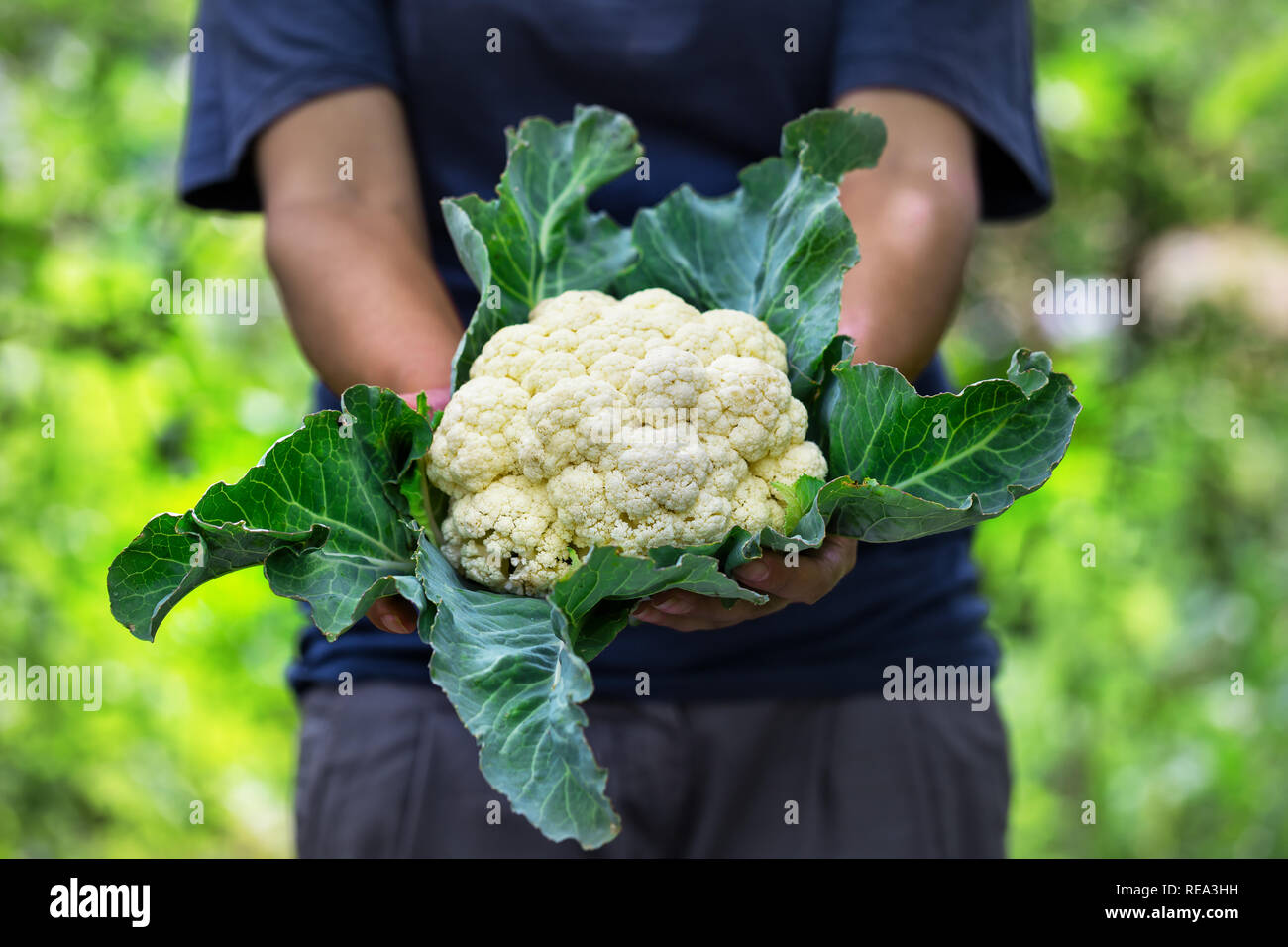 Tête de chou-fleur avec des feuilles dans les mains d'une agricultrice. Le concept de croissance et une riche récolte. Banque D'Images