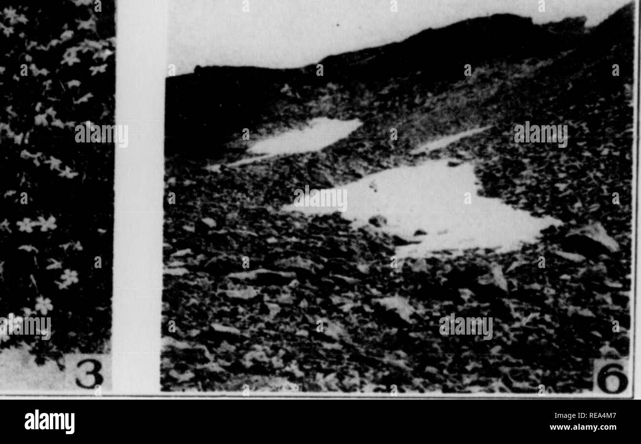 . Les contributions du Laboratoire de Botanique, tome 7. Botanique ; botanique. o^ â ¢'â-* *â ¢ 'Â"* v â"¦^^^vz j m^^^j- m .â ¢.V':i. Fig. I. petits icebergs dans Iceberg Lake. Le parc national des Glaciers. Le 4 juillet, H)26. 2. riie, Saxifrage Saxifraga Talvi alpin'ui, un siiow patcb-comme plante sur partie supérieure de la pente.s de Paradise Valley, Mt. Rainier à 6.100 pieds, Juillet 10. g2(x 3. Phlox diffusa avec fleurs bleu clair, upi)er pentes de la vallée du Paradis. Mt. Rainier. Le 10 juillet. 1926. 4. Ilryllironiiiiii ttionlatiuiii, lys Avalanche. upixr slniK-s de l^aradisc «d'alc. .Lt. Kaiin'er. Le 10 juillet. Veuillez noter que ces droit Banque D'Images