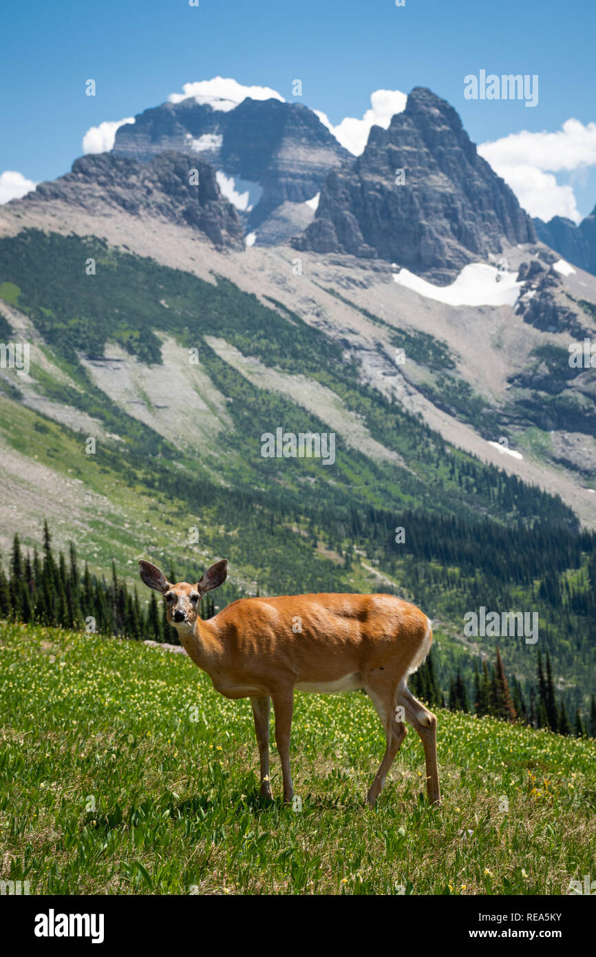 Un cerf mulet (Odocoileus hemionus) broute dans un pré dans le Glacier National Park, Montana. Banque D'Images