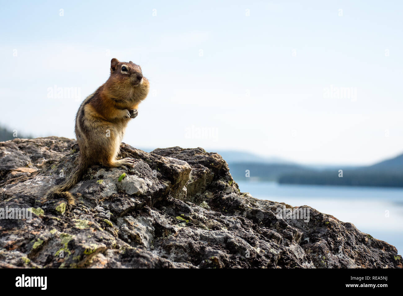 Un pin jaune (Tamias amoenus Neotamias) se dresse sur un éperon rocheux dans le Glacier National Park, Montana. Banque D'Images