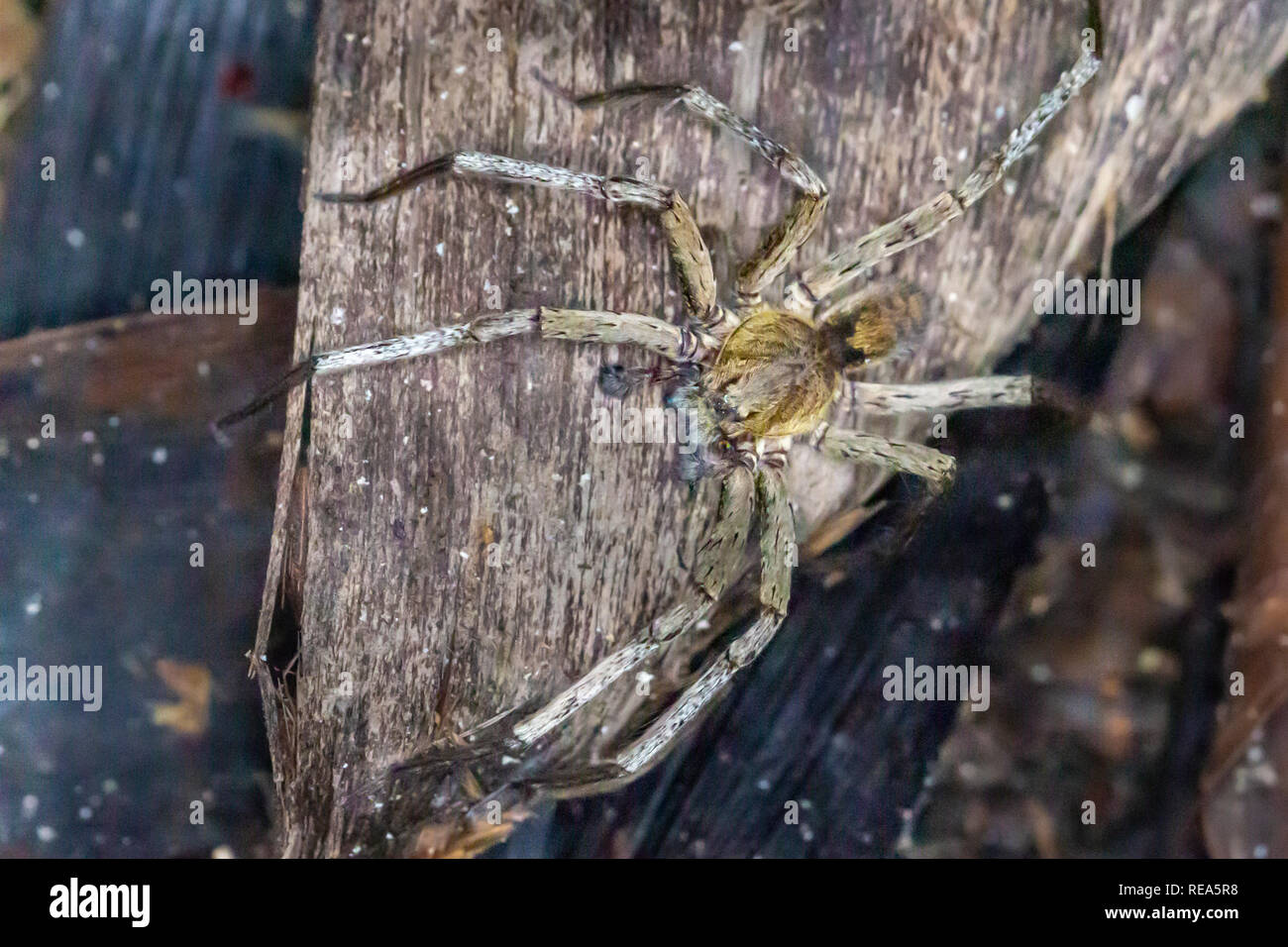 L'errance brésilien spider, Réserve nationale de Tambopata. Phoneutria boliviensis, spider le plus mortel du monde. Banque D'Images