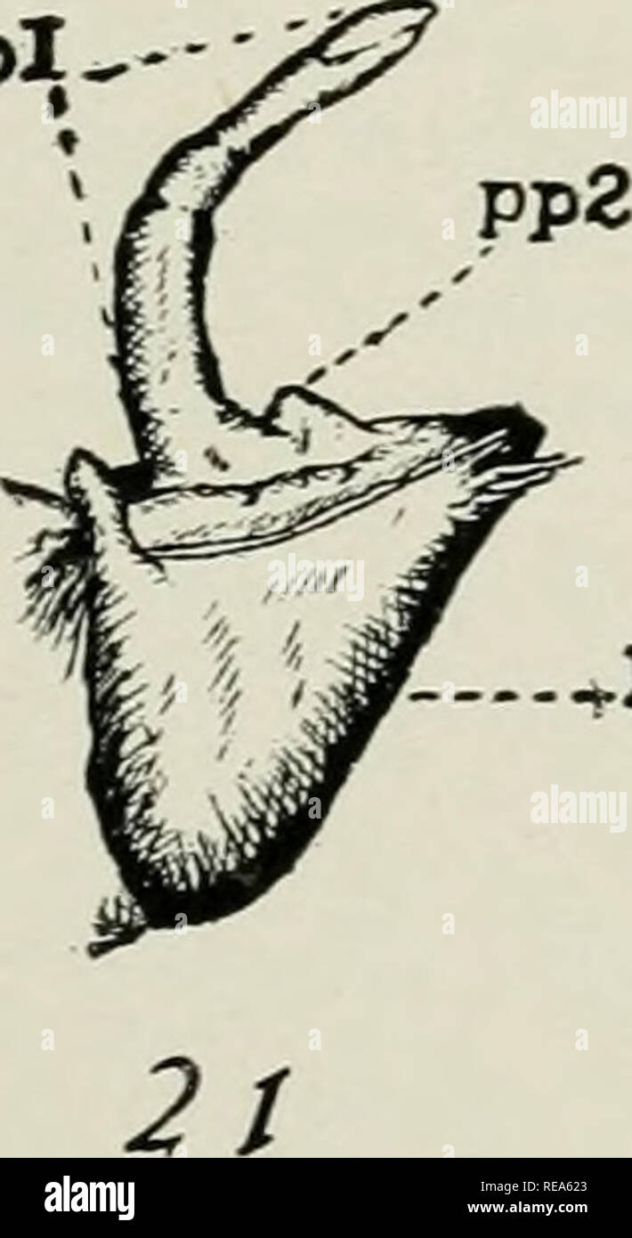 . Les contributions. La biologie. &Gt ;^}.-I&gt ;*I L--BS 2320, plaque VI les ailettes. 17 et 18 (page 116). Dessins pour indiquer la structure et les relations dans l'utilisation des griffes de la Figure 15. (Vue postérieure. 4. x) j k j'^^^ k (± 19 118 Fia (Pooe).-régénérant quatrième jambe gauche une wnth bourgeon anormal (.b). C4 x. ; Fw. 20. (21)." 119 Paff-régénérant deux papille, (pp. 1 PP 2) sur une deuxième nght jambe. (PostenOT^ ^^ew ilj") ;-régénérant bourgeon d'une jambe à pied. La pointe avait été réduit de =f à la région indiquée par la cicatrice (s). Mais s'est à nouveau (2). x fi.7. (23 121). Faffe - fait rare griffe rudimentaire (D  + Banque D'Images