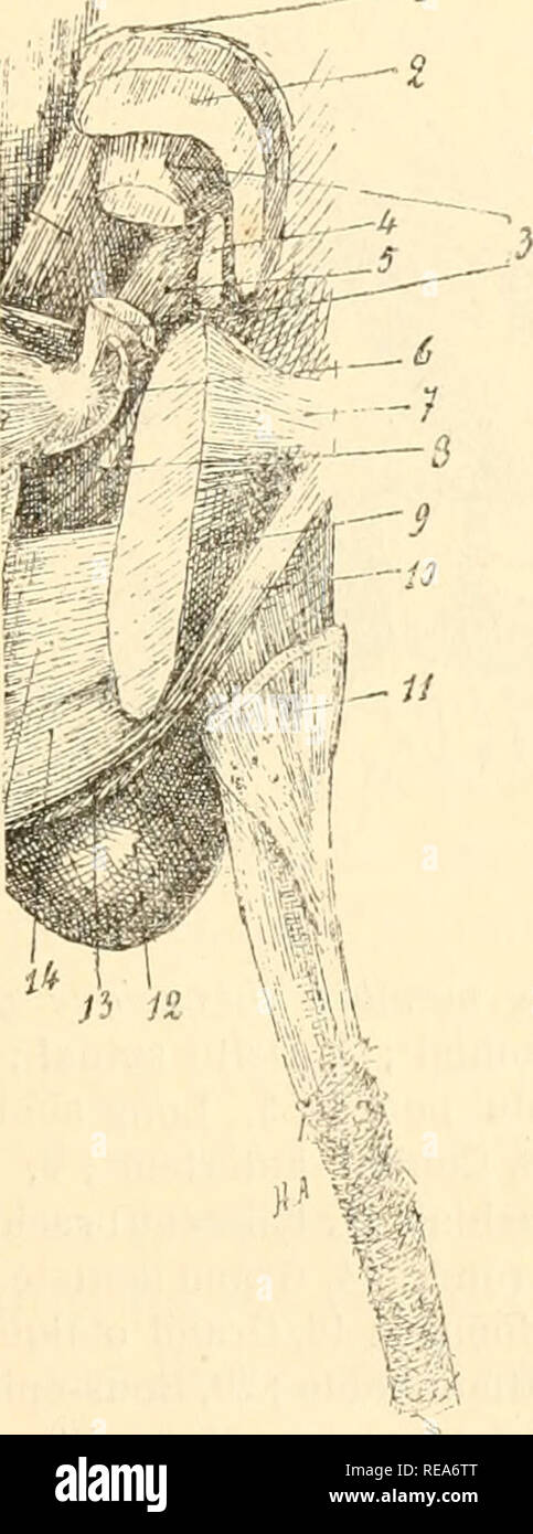 . Contribution Ã la myologie des rongeurs. Les rongeurs ; anatomie, Étude comparative ; les muscles. - 23 - du bras. Cette lame charnue se place sur la face interne du bras, en dehors du faisceau brachio-abdorninal pectorales du. Elle se fixe par un tendon aplati Ã la partie supÃ©rieure de la crÃªte pectorale et au grand trochanter, tandis qae le faisceau brachio-abdominale s'insÃ¨re Ã l'apophyse coracoÃ¯de et au tendon du sus-Ã©pineux. Dipus Ågyptius (1).Â AC pannicule charnu forme une i - 2. Fig. IV. Â P'ace externe de la rÃ©gion fessiÃ¨re gauche de la gerboise. 1, Grand fessier et couturier ; 2, moyen fessier ; 3 Banque D'Images