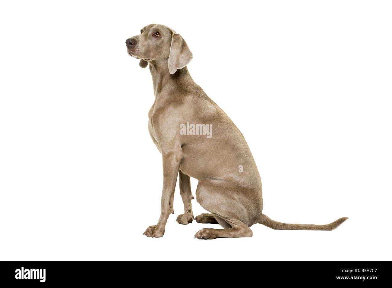 Braque de chien, femme, assise isolé sur fond blanc à côté assis loin Banque D'Images