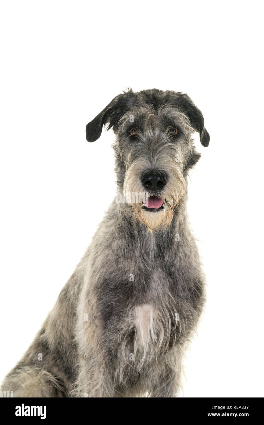 Gray grand lévrier irlandais chien assis latéralement à la caméra à isolé sur fond blanc Banque D'Images