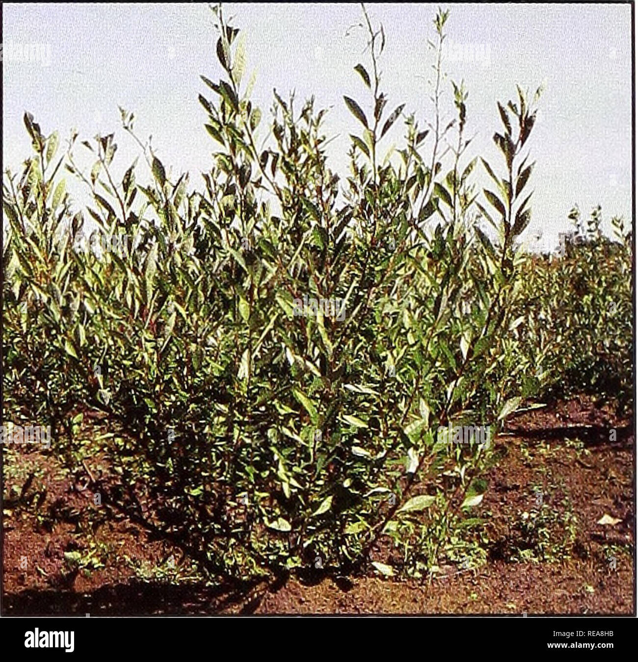 Conservation des arbres et des arbustes pour le Montana. Arbustes, Arbres ;  zones protégées. L'Ouest, de Sandcherry (Prunus pumila) 20 An Taille : 4  pieds (taux de croissance) : croissance modérée