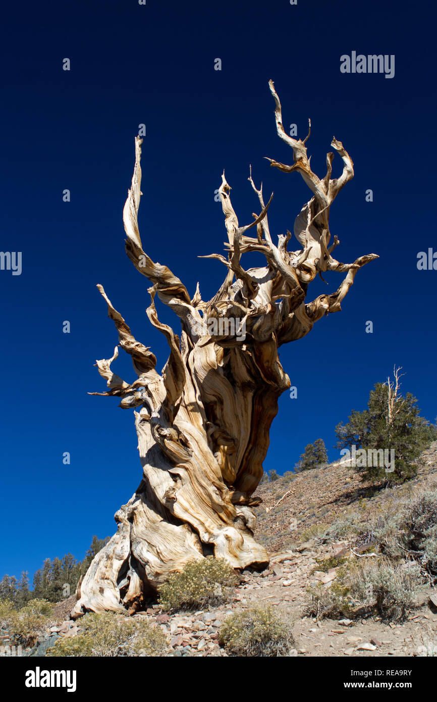 Reach - Une année 3000 noueux vieux pin arrive jusque dans l'azure skies. Ancient Bristlecone Pine Forest, Big Pine, California, USA Banque D'Images