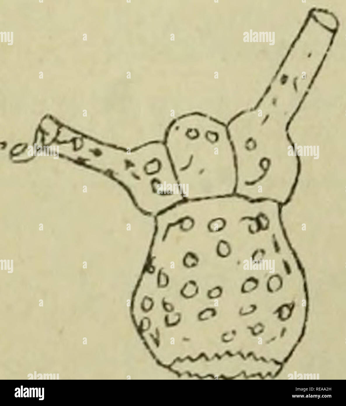 Confnces De Zoologie Faites Une Sorbonne Les Protozoaires Tiq Isqpliqriiio Sp Yris Tri Entala Llaecicel Ca Jo A Ciitqlaa A O C V Evtx X 0 Iyvoaajtxotyi C Amp Vu Gt Vt Vcux Wiwi E a Ko S Kn 4 Jajcx Gt Ey Gt