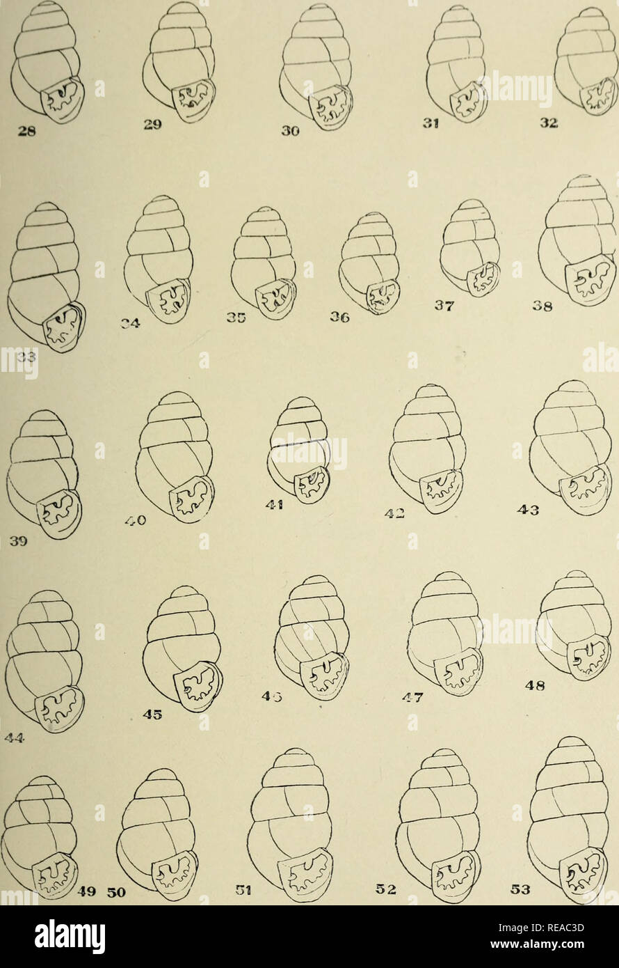 . Le Conchologists' exchange. Les mollusques. 1 hi : nam riLi JE J'LATi : VII. Bifiilaria pentodon. -Est, '29. Troy, N. Y., 30 I.Jrecnwich, N. Y. ; 31, 37. Heuiy Co. Ind. : '.il. Oceiin Ville X., J. : 3 : ;. Des Moines, la. : 34, 35. New Philadelphia, O. ; 36. Cincinnati, u. ; 38, iMiami, Fia. : 3 !). Des Moinee, la. ; 40 Jasper Co.. Lu-ve : 41. Silver Lake, Kans.. fappaniana Bifidaria 4-2,43. Philadelphie, Pennsylvanie ; 44, Uuckfield, Me : 45. Ithaca, X. Y. : 4(5- 48. Duchesse Co., . Y. : 40-52. Washington D C : 53. Oak Creek, Arizona). Veuillez noter que ces images sont extraites de la page numérisée des images qui peuvent avoir été chiffres Banque D'Images