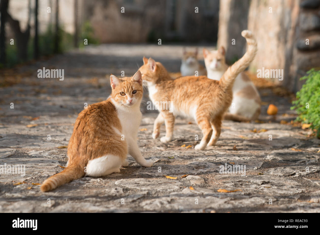 Une famille de chats dans la rue pictureseque Kardamyli, Grèce. Banque D'Images