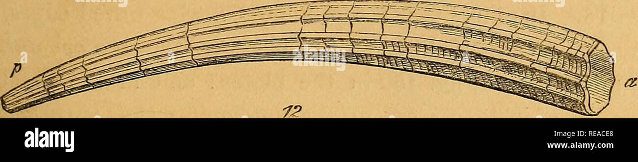 . Un conchological manuel. Les coquilles. INTRODUCTION. 15^ servi en forme incurvée, tubulaire, l'exemple d'wliicli sera la dentale, fig. 12.. Dentaliiim Elephantinum. Cela a une ouverture à la résiliation antérieure a, appelé l'ouverture. L'ouverture à l'extrémité postérieure (p) est nommé d'une fissure ou de perforation. Les côtes le long des côtés de la coquille sont longitudinales, ou de rayonnement. Et les lignes roirad la circonférence sont des lignes de croissance, ou concentriques-chacun ayant successivement, à des stades de croissance, formé de l'ouverture. Ils sont décrits comme des cercles concentriques ou transversal. Symme Banque D'Images