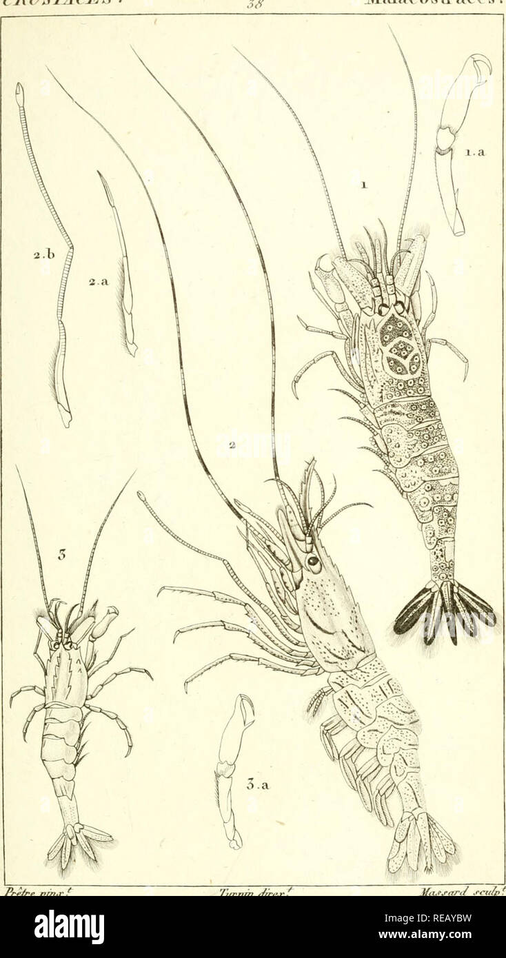 . ConsidÃ©rations gÃ©nÃ©rales sur la classe des crustacÃ©s : et description des espÃ¨ces de ces animaux, qui vivent dans la mer, sur les cÃ'tes, ou dans les eaux douces de la France. Les crustacés ; arachnides ; les araignées. ZOOLOGIE CRUSTACES llala 0 o sti" ac e s. l^^pmjc ^ (fre 1. Ail Ct g sur ottnmum . a .^m l'etl æ C/rau-e ,^ t/roj-.n , a. Pandiilo iwinulÃ¹orne . Un fichier .PiedJe la Cnarre ^2,.rfT/i.F/&gt;â mce 1 Z&gt ;- y i J 7 eme â À§^ro fsi. b -rifti (/attcfte de la 3 " pa/rc i&gt;laoro*u"EIE . j 5 . K c : c OTi criirrtj'j'e. une ijaiic j suis//11 e la j'^l^parre. (/Ro,i;n. Veuillez noter que Banque D'Images