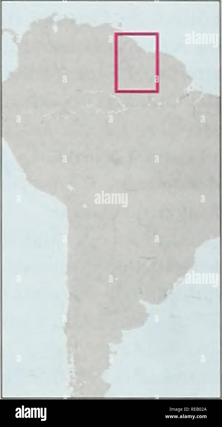. L'Atlas de conservation des forêts tropicales : les Amériques. 29 pays Guyana" 211 239 km2 Superficie'.'208 119km2 Population (mi-1994) 08 millions taux de croissance de la population I 8 par population (ent pour 2025 projetée ) JE millions produit national brut par habitant (1992), USS330 la couverture forestière en 1992 (voir rdp) 183 025 km2 de couvert forestier en 1990 (FAO, 1993) 184 160 km2 taux de déforestation annuel (1981-1990) 01 pour cent de la production industrielle de bois rond 163 000 mètres cubes de bois rond industriel exporte 11 000 mètres cubes de bois de feu et la production de charbon (14 000 u. m Le bois transformé 10 000 Processus de production cu m Banque D'Images