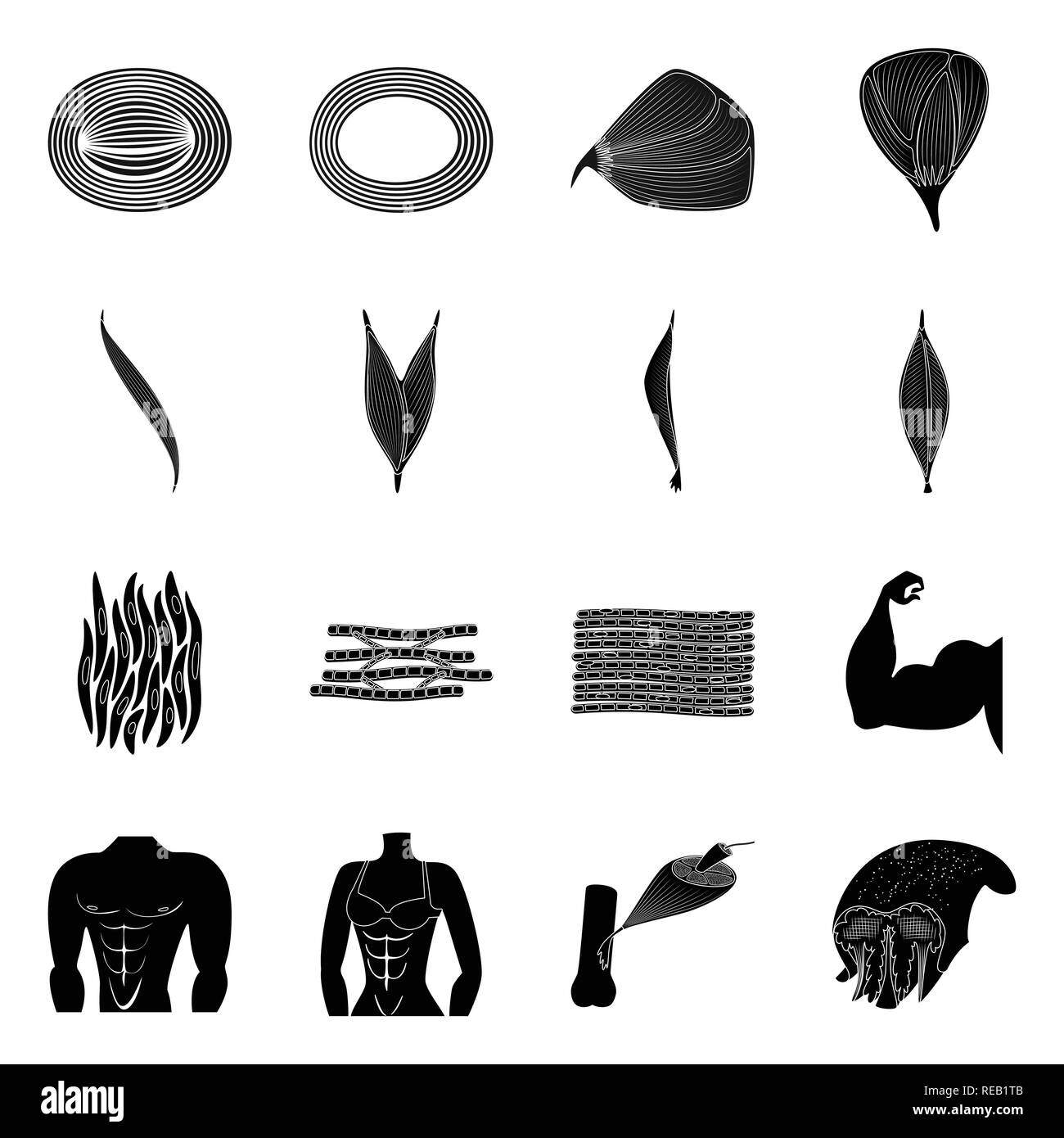 Eye,bouche,poitrine,mâle,workout,biceps,coeur,intestinale,system,homme,femme,langue,triceps,filaments,femme,gagner,muscle deltoïde, salle de gym, la luette,l'actine extraoculaire,remise en forme,X,,pectoraux,nerveuse,cellule,contraction musculaire,bras cellules,tissu,anatomie squelettique,,structure,fibre musculaire,,des,,body,set,icône,,illustration,collection,isolé,design,graphisme,élément,signer,Black,de simples vecteurs vecteur , Illustration de Vecteur