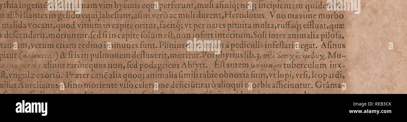 . Conradi Gesneri medici Tigurini Historiae animalium liber primus de quadrupedibus viuiparis : opus philosophis, medicis, grammaticis philologis poeÌtis,,, &AMP ; rerum variarum studiosis omnibus linguarumqÌue vtilissimum iucundissimumqÌue, simul futurum. Pre-Linnean ; Zoologie. S T)e Qmdmpedwm cclerltate citata itcr conficiant^^ euolarCsnon sxciuTGre v : videantur.Deincle feflos eos cito de via,&amp;pe4es &amp;fpiri- tusdeficiunt acpcdum tarditateadcurrendumconftri,{iftunt(aiin,&amp;acerriraasprofunduntlachrymas^ toperc,relatif aux,meo iudicio,ob futuram mortem, quam ob pédum infirmitate, quare vt Banque D'Images