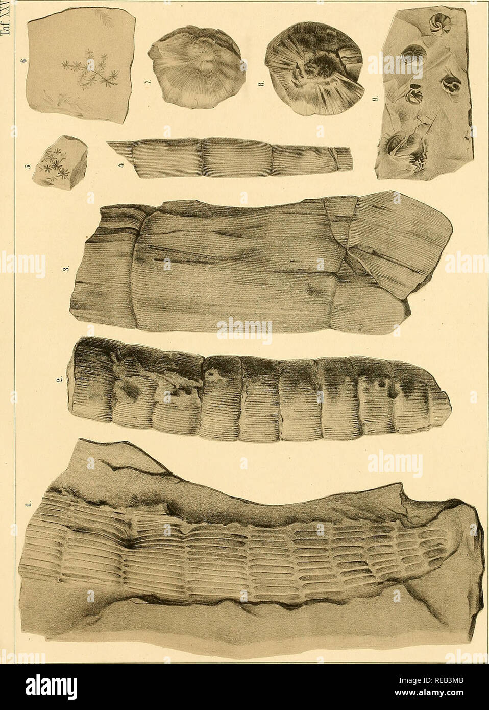 . Dyas oder die Zechsteinformation Rothliegende und das. . Veuillez noter que ces images sont extraites de la page numérisée des images qui peuvent avoir été retouchées numériquement pour plus de lisibilité - coloration et l'aspect de ces illustrations ne peut pas parfaitement ressembler à l'œuvre originale.. Geinitz, H. B. Leipzig Banque D'Images