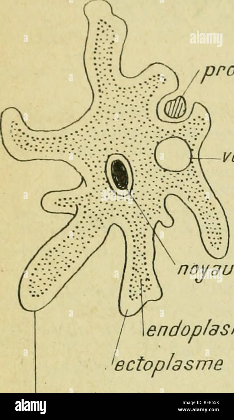 Confnces De Zoologie Faites Une Sorbonne Les Protozoaires Covuxu xtaayjz A A E Ca Amp Yxxa Yvvxa J Y Ma Iaaajc A Amp Vm I Fc Vevi A Jz Iayiaajuc J Gt C Amp X Vixnxxc Xe I N Proie Va C Sicule Contrectile Djjl Amp Ytaana Y Gt