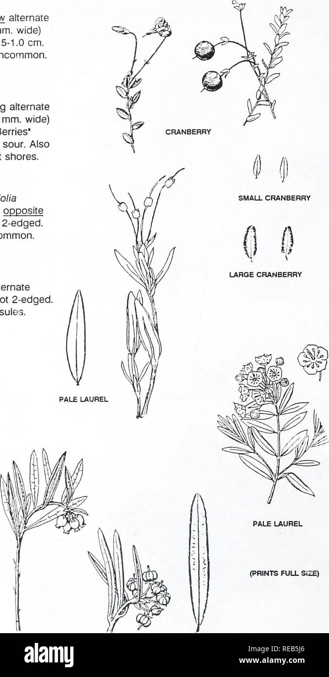 . Concord salon d'arbres et d'arbustes. Botanique ; arbres ; d'arbustes. Les petites espèces des marais (untoothed avec toutes les feuilles.) CANNEBERGE Vaccinium oxycoccus plante de pied, avec de minuscules feuilles alternes, étroites (3 à 10 mm. de long, 1-3 mm. de large) a fait à l'extrémité. 'Les Petits Fruits' .5-1,0 cm. d'épaisseur, devenir rouge, aigre. Rare. Vaccinium macrocarpon canneberge grande plante de pied, avec de minuscules feuilles alternes oblongues (6-14 mm. de long, de 2-6,5 mm. de large avec contusion ou arrondie. "Berries" 1-2 cm. d'épaisseur, devenir rouge, aigre. Aussi dans les marais et sur les rives. Commun. LAUREL PÂLE Kalmia polifolia Plage plante avec n Banque D'Images