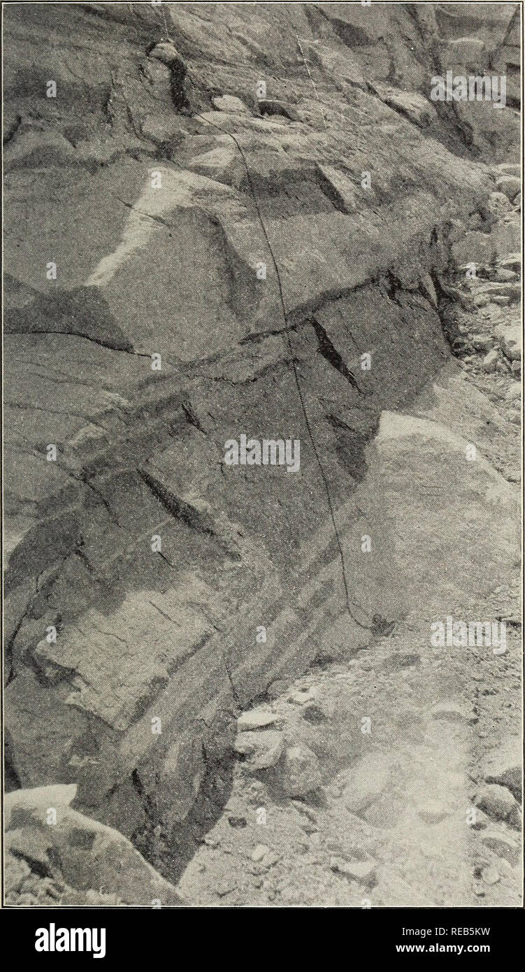 . Le condor. Les oiseaux ; les oiseaux ; les oiseaux. Janv., 1917 DES NOTES SUPPLÉMENTAIRES SUR LE Martinet à gorge blanche les nids qui ont été prises étaient de trois localités différentes, et des nids ont été observés dans trois autres. Deux emplacements pour les martinets idéal, ayant les mêmes caractéristiques que les autres, n'ont jamais été utilisés soit pour les nids ou pour se reposer, et je ne suis pas en mesure d'offrir une raison à cela. Les fissures où des nids ont été localisés semblent être utilisés seulement dans la saison de nidification de mai et juin ; pendant le reste de l'année, les oiseaux con- gregate dans de grandes ouvertures dans les rochers. L'earli- e Banque D'Images