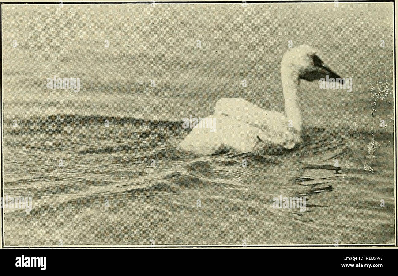 Baby Condor Banque D Image Et Photos Alamy