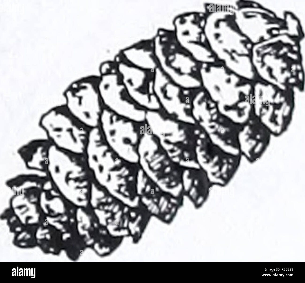 . Concord salon d'arbres et d'arbustes. Botanique ; arbres ; d'arbustes. Les cônes de l'Épinette rouge Picea rubens 3-4 cm. de long, clair ou brun rouge, pas persistant sur l'arbre. Les écailles des cônes à bord lisse. Aiguilles sombre ou jaune vert. Les ramilles velues. Les crêtes de la longueur des rameaux arrondis comme si gonflé (utiliser la loupe). Tassel- rameaux jamais comme. Dans le nord de l'Angleterre une arborescence. Dans notre région connue à l'heure actuelle à partir d'un seul marais. Rare. L'Épinette blanche Picea glauca cônes cylindriques de 3-6 cm. de long. Les écailles des cônes à bord lisse. Aiguilles vert-bleuâtre, habituellement un peu blanchies. Les ramilles glabres (utiliser la loupe). Quelques seed Banque D'Images