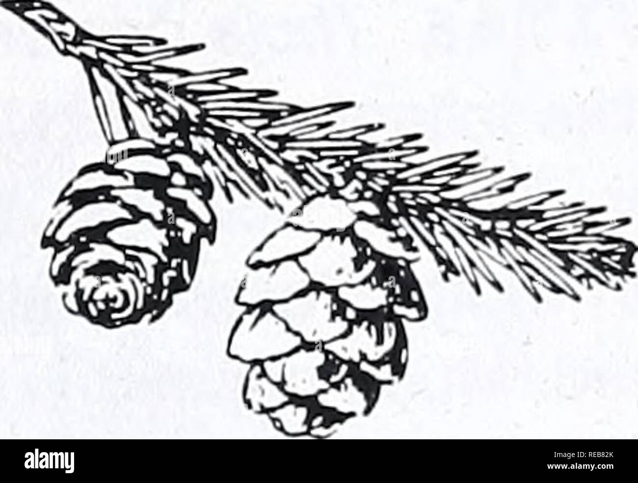 . Concord salon d'arbres et d'arbustes. Botanique ; arbres ; d'arbustes. SPRUCfc la Norvège. Les cônes de l'Épinette rouge Picea rubens 3-4 cm. de long, clair ou brun rouge, pas persistant sur l'arbre. Les écailles des cônes à bord lisse. Aiguilles sombre ou jaune vert. Les ramilles velues. Les crêtes de la longueur des rameaux arrondis comme si gonflé (utiliser la loupe). Tassel- rameaux jamais comme. Dans le nord de l'Angleterre une arborescence. Dans notre région connue à l'heure actuelle à partir d'un seul marais. Rare. L'Épinette blanche Picea glauca cônes cylindriques de 3-6 cm. de long. Les écailles des cônes à bord lisse. Aiguilles vert-bleuâtre, habituellement un peu blanchies. Les ramilles glabres (utiliser la main l Banque D'Images
