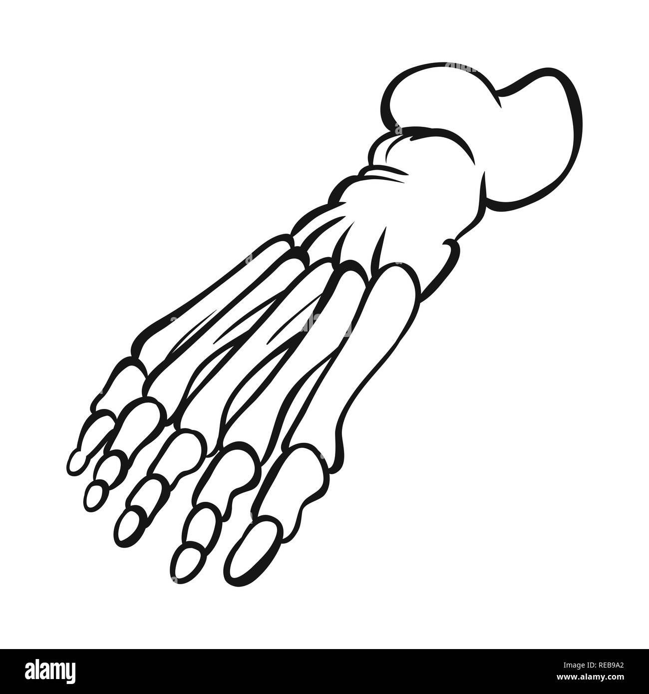 Cheville,pieds,sain,la podologie, l'avant-pied,panneaux,les pieds plats,dommage,mouvement,os,squelette,anatomie,des,organes,,medical,medicin,biologie,clinique,set,icône,,illustration,collection,isolé,design,graphisme,élément,signer,ligne,contour, vecteurs vecteur , Illustration de Vecteur