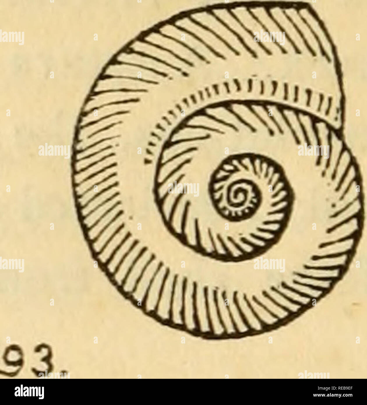 Planorbis Carinatus Banque De Photographies Et D Images A Haute Resolution Alamy