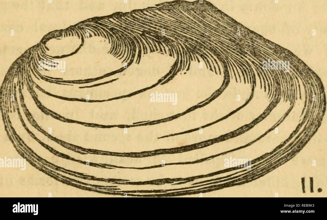 . La conchyliologie de Nottingham ; ou, une histoire populaire de la récente terre et d'eau douce Mollusques trouvés dans le quartier ;. Les mollusques. 25 et l'un-eigblli, et sa largeur, dans la partie la plus ventricose, la moitié d'un pouce. La forme de la coquille est près d'intermédiaires entre Unio pictorum et Unio. margavitiferus En toute probabilité, d'autres spécimens semblables se retrouvent dans la même localité, et, dans ce cas, un dessin et une description plus poussée sera donnée à l'issue des travaux. Anodonta. Très intéressant cette branche de la famille ont généralement un beaucoup plus mince et plus fragile que le shell Unio Banque D'Images